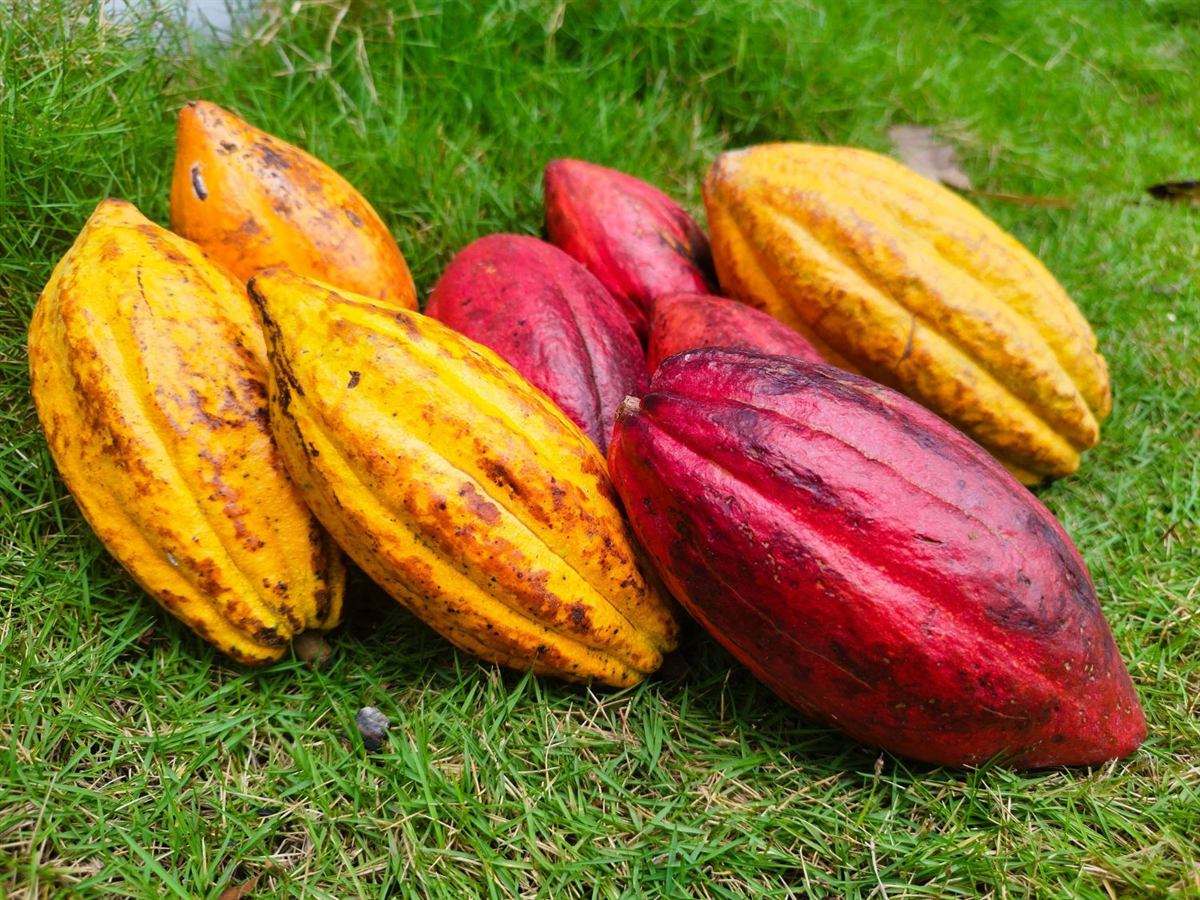 Cabosses de cacao mûres, jaunes et rouges, posées au sol