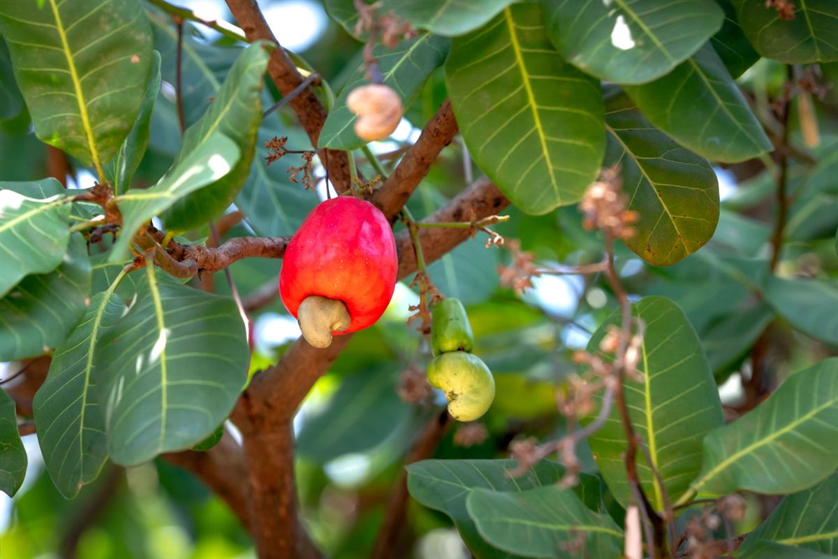 Pomme de cajou rouge et sa noix, encore sur l'arbre