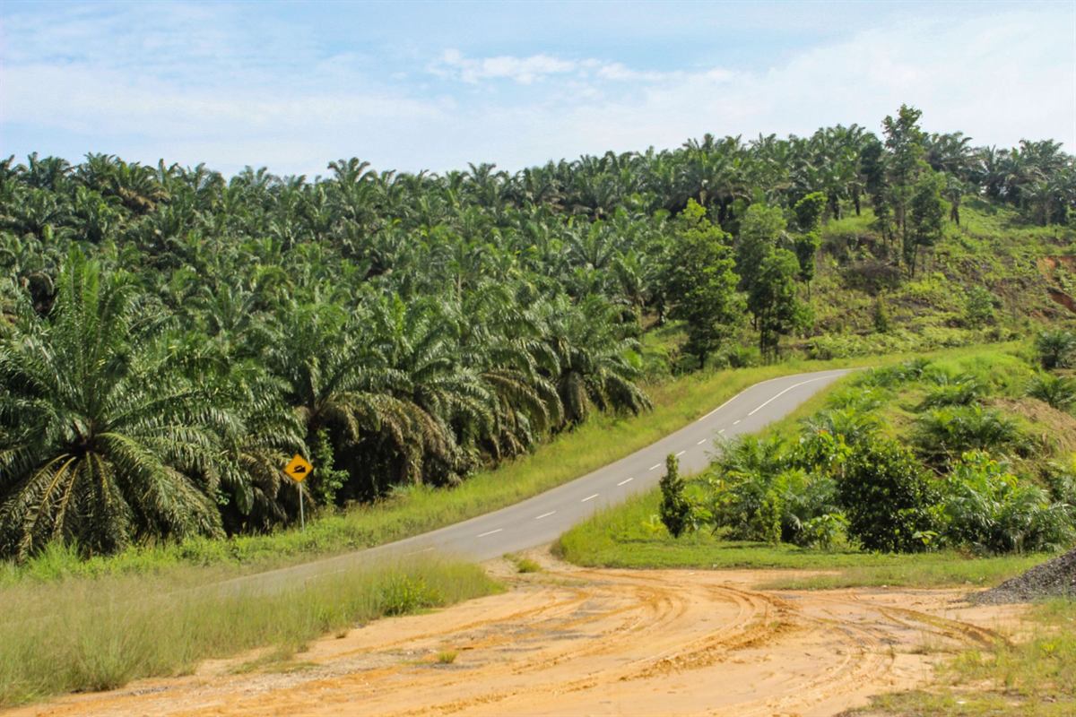 Plantation de palmiers à huile bordant une route de desserte